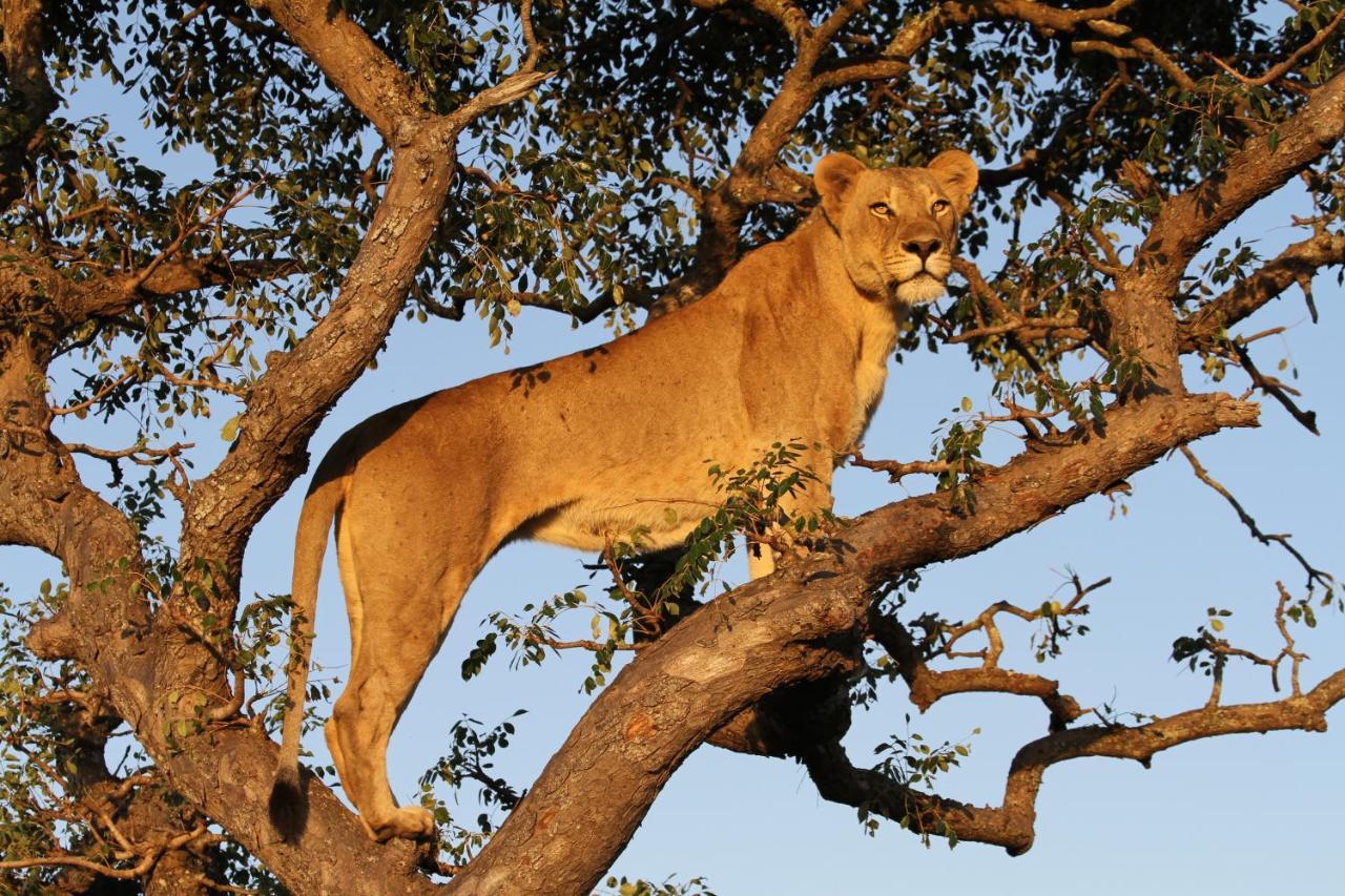 Sungulwane Private Game Lodge هلوهلوي المظهر الخارجي الصورة