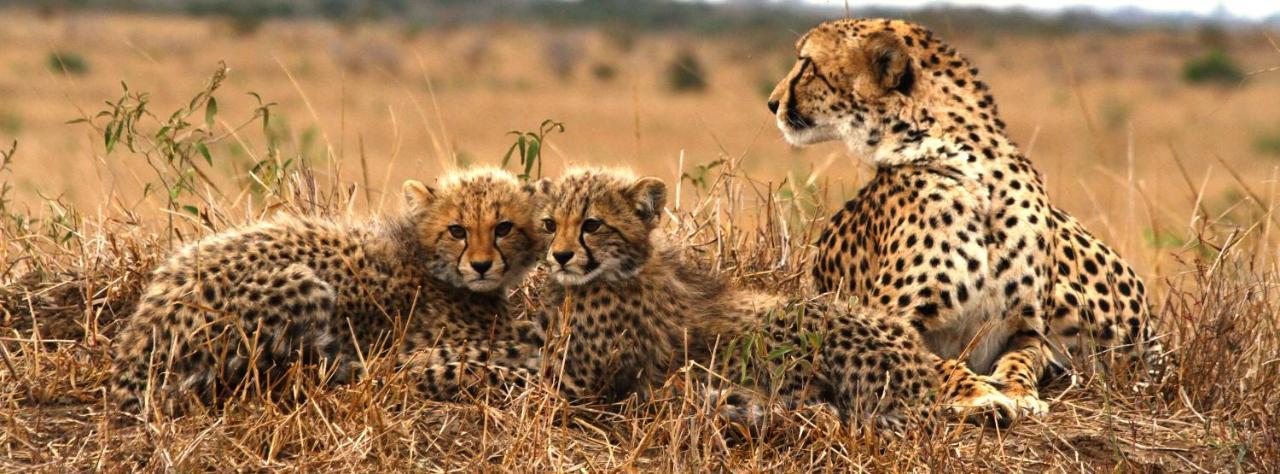 Sungulwane Private Game Lodge هلوهلوي المظهر الخارجي الصورة
