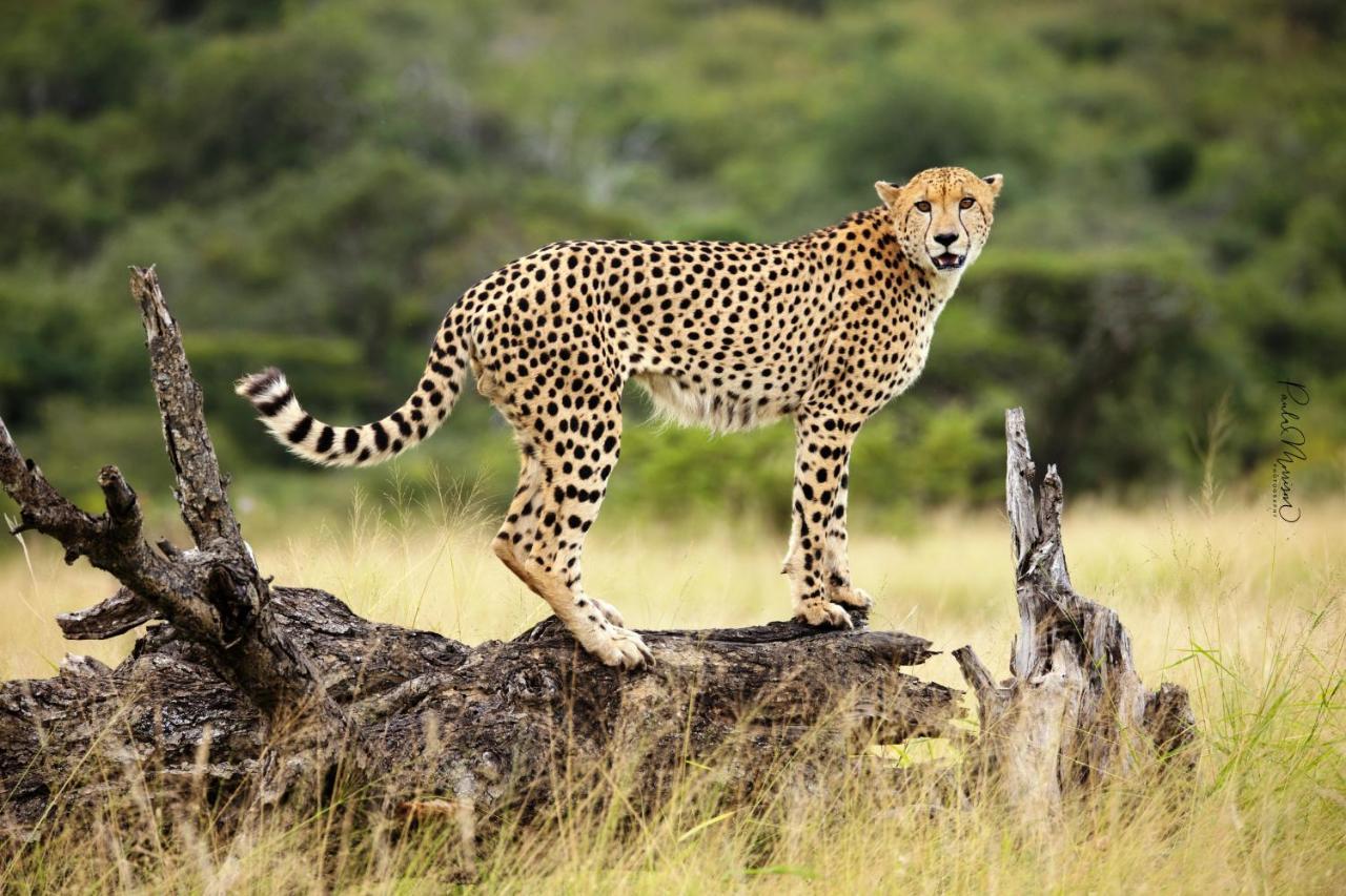 Sungulwane Private Game Lodge هلوهلوي المظهر الخارجي الصورة