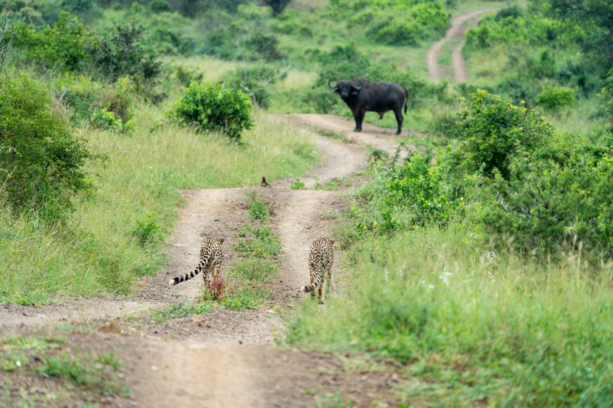Sungulwane Private Game Lodge هلوهلوي المظهر الخارجي الصورة